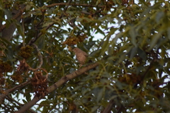 Toxostoma curvirostre