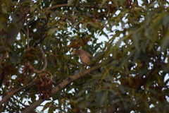 Toxostoma curvirostre