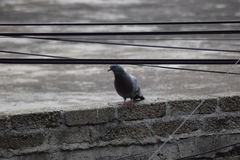 Columba livia