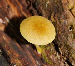 Pluteus hubregtseorum