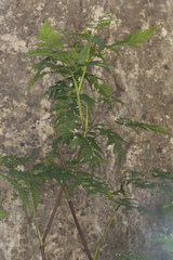 Conioselinum tataricum