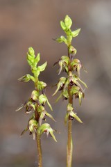 Genoplesium clivicola