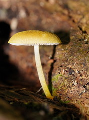 Pluteus hubregtseorum