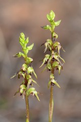 Genoplesium clivicola