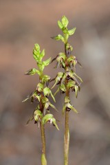 Genoplesium clivicola