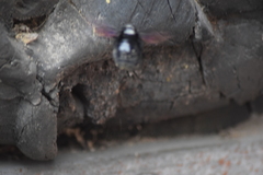 Xylocopa
