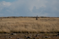 Branta canadensis maxima