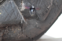Xylocopa