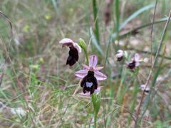 Ophrys bertolonii balearica