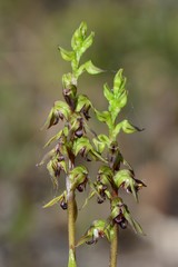 Genoplesium clivicola