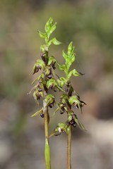 Genoplesium clivicola