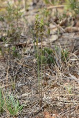 Genoplesium clivicola
