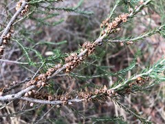 Melaleuca brevifolia