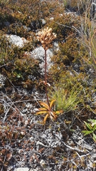 Gentianella corymbifera gracilis