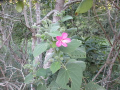 Pavonia malacophylla