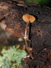 Conocybe filaris
