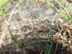 Nanocambridgea gracilipes