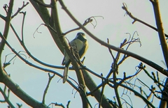 Parus major