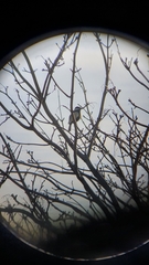 Parus major