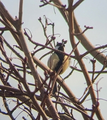 Parus major