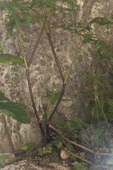 Conioselinum tataricum