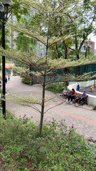 Terminalia mantaly 'triciolor'