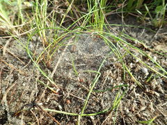 Nanocambridgea gracilipes