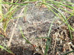 Nanocambridgea gracilipes