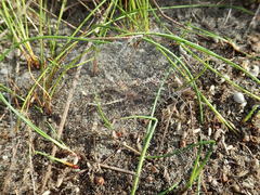 Nanocambridgea gracilipes