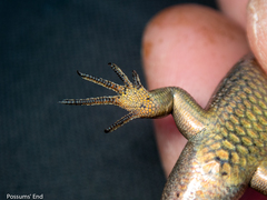 Oligosoma inconspicuum