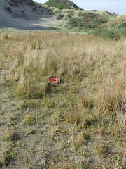 Nanocambridgea gracilipes