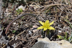 Gagea transversalis