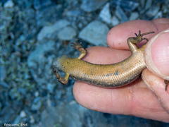 Oligosoma inconspicuum