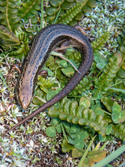 Oligosoma inconspicuum