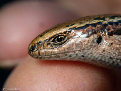 Oligosoma inconspicuum