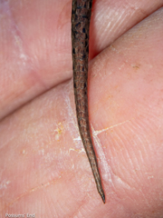 Oligosoma inconspicuum