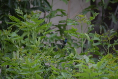 Cynanthus latirostris