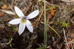 Lobelia perpusilla