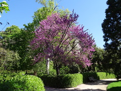 Cercis chinensis