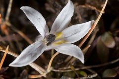 Lobelia perpusilla