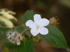 Hibiscus hirtus