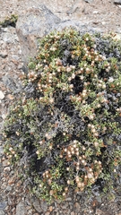 Helichrysum parvifolium