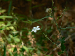 Hibiscus hirtus