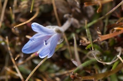 Veronica lilliputiana