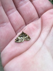 Enchoria lacteata