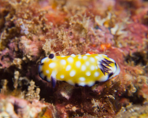 Trembling Nudibranch
