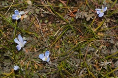 Veronica lilliputiana