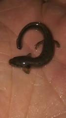 Plethodontidae