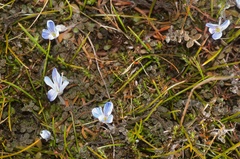 Veronica lilliputiana