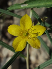 Talinum polygaloides